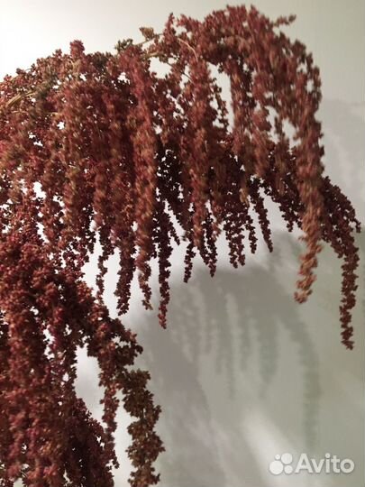 Стабилизированные растения