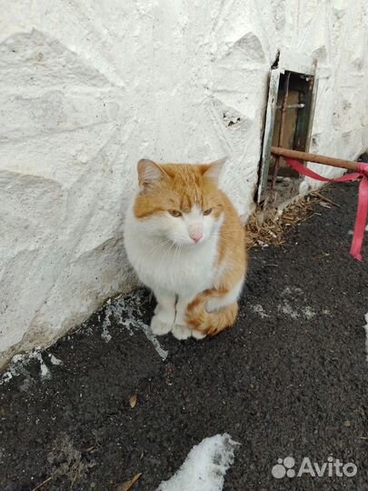 Красивый бело-рыжий котик ищем Дом