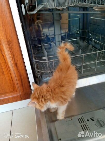 Кошка в дар бесплатно