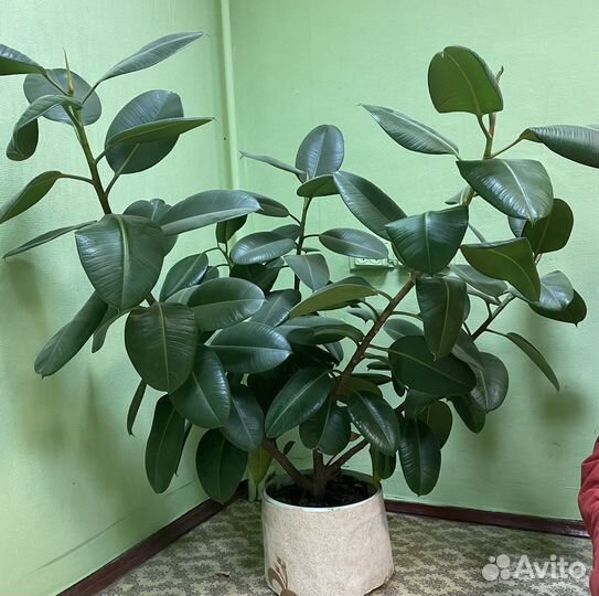 Фикус Эластика робуста