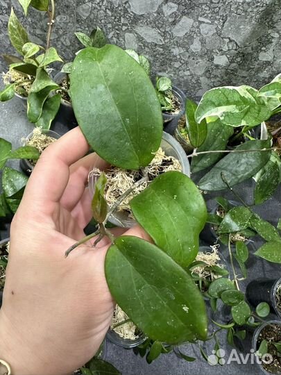 Хойя,часть 4