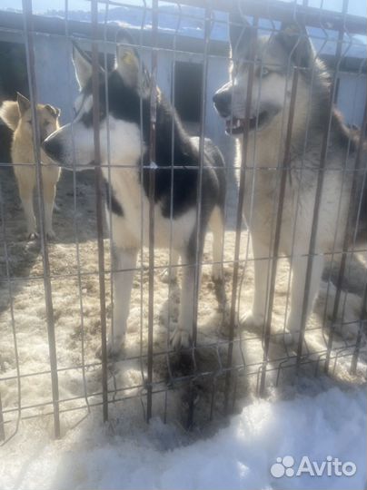 Два шикарных пса ищут дом