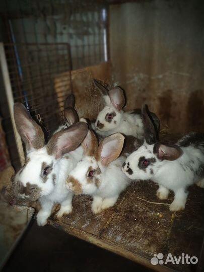 Мясо кролика, кролики на племя