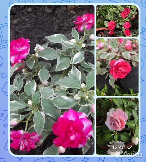 Бальзамины