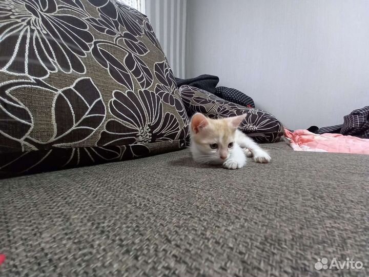 Одинокий котёнок ищет семью