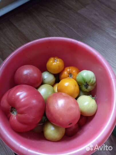 Помидоры