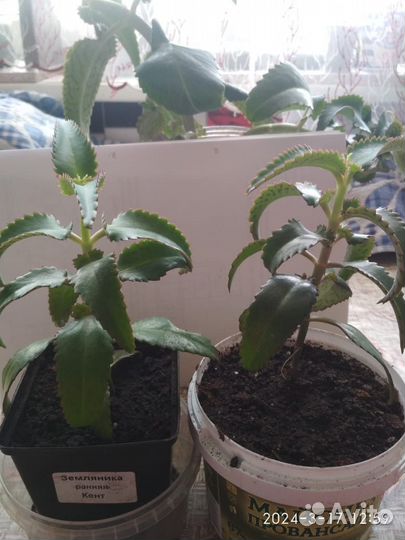 Каланхоэ лечебное