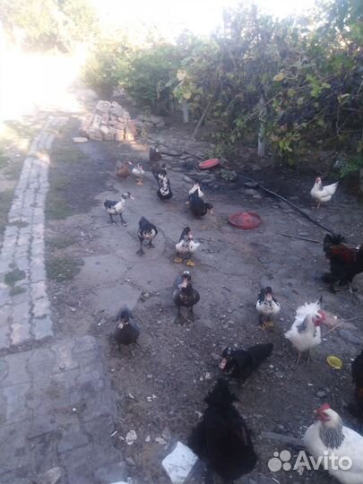 Питухи утки и куры