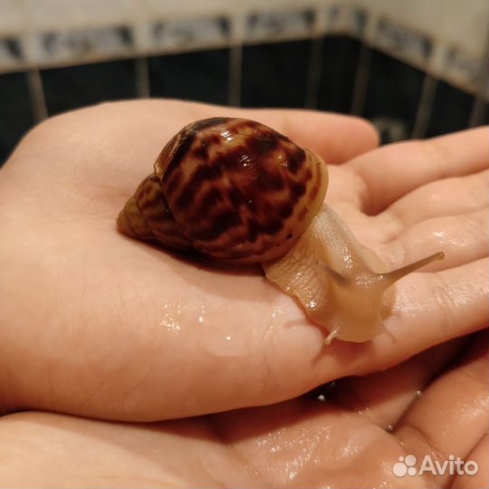 Улитята ахатины