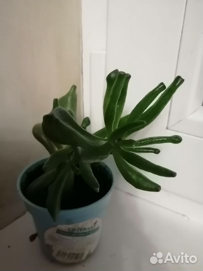 Толстянка хоббит