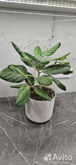 Фикус бенгальский