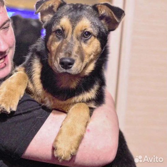 Кузя в добрые руки