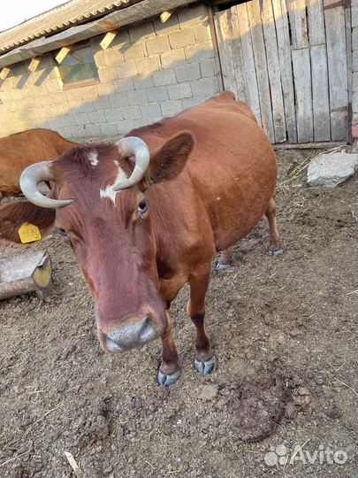 Продаю коровы