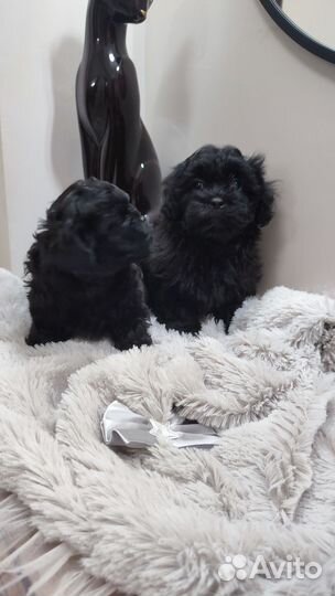 Эксклюзивные мальтипу F1 чёрного окраса