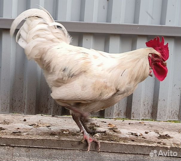 Петух Синь синь дянь