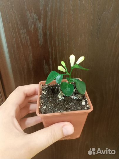 Мурайя цветущая