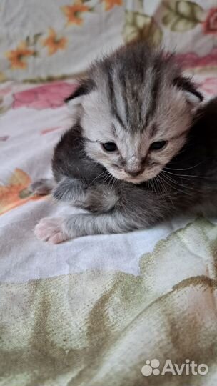 Котята в добрые руки бесплатно