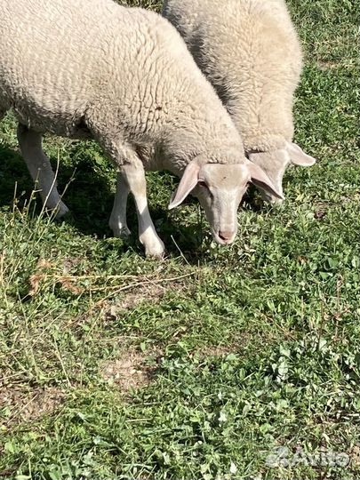 Бараны Ярки Овцематки Мериноланд