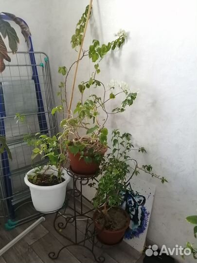 Бугенвиллии сортовые