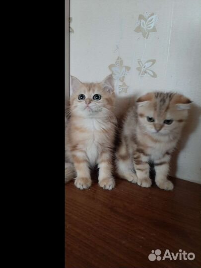 Шотландские котята