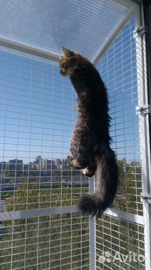 Кошачий балкончик съёмный на окно пвх