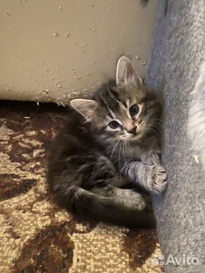 Котята в добрые руки бесплатно