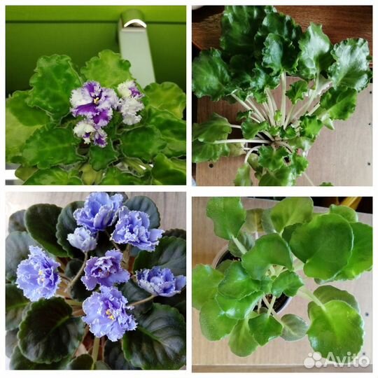 Фиалки сортовые