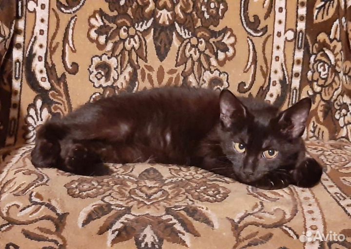 Котенок очень ищет дом