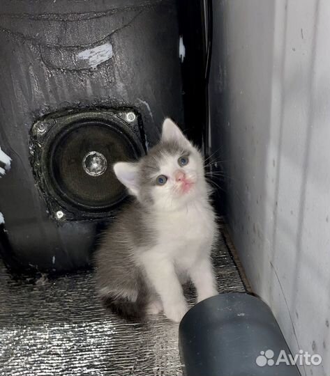 Британские котята