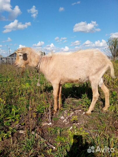 Козы козлята козлы