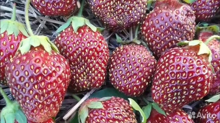 Саженцы клубники