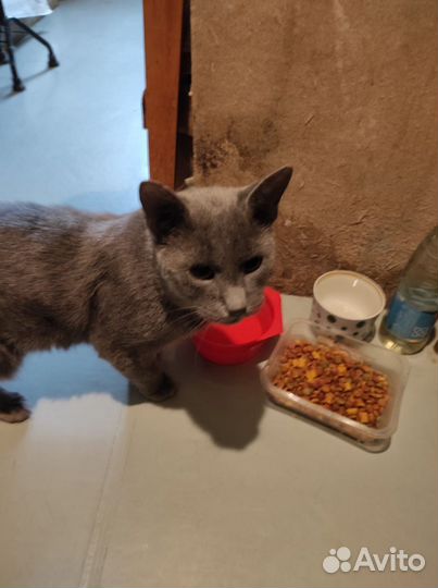 Котики в добрые руки