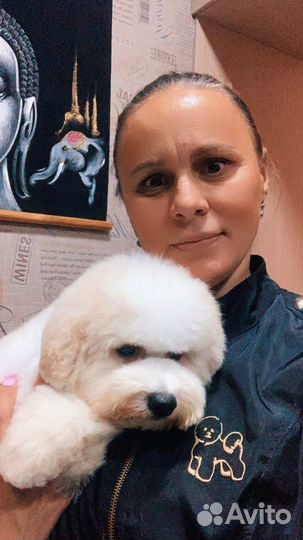 Стрижка бишонов