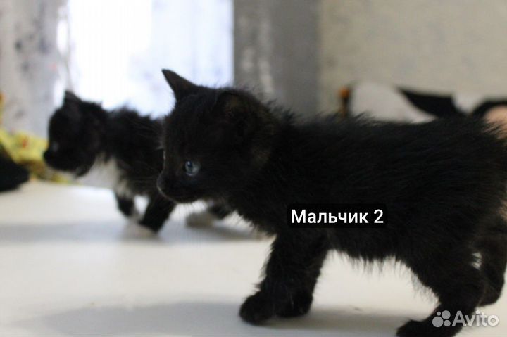 3 котенка