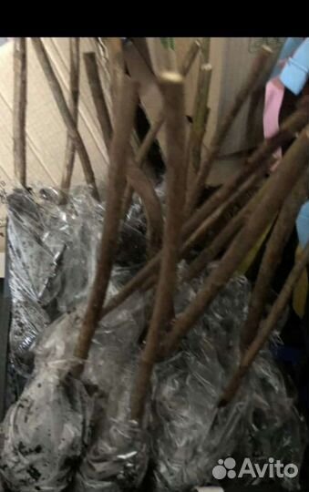 Саженцы ремонтантной малины Полка и Полана