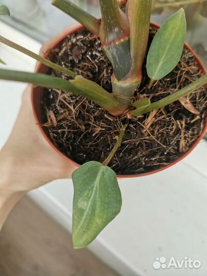 Филодендрон Глориозум