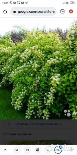 Пузыреплодник калинолистный