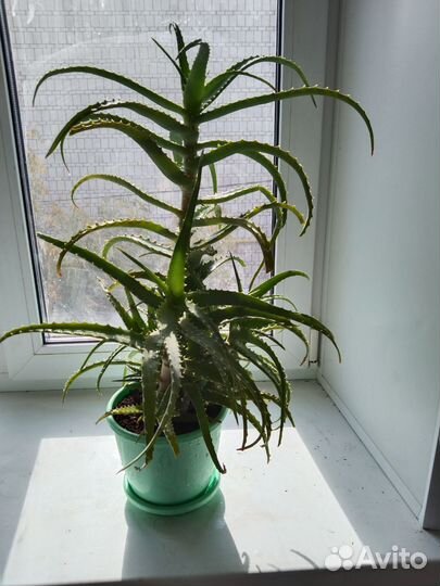 Комнатные цветы алоэ