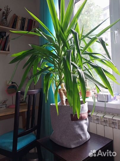 Пальма юкка