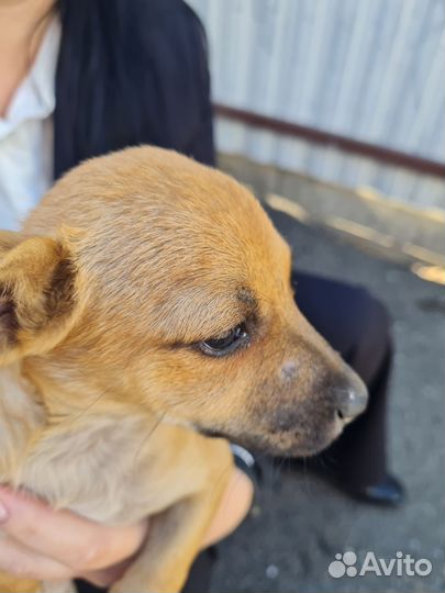 Щенки той- терьер