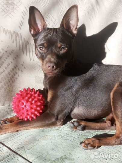 Пинчер шоколадный Вязка кобель