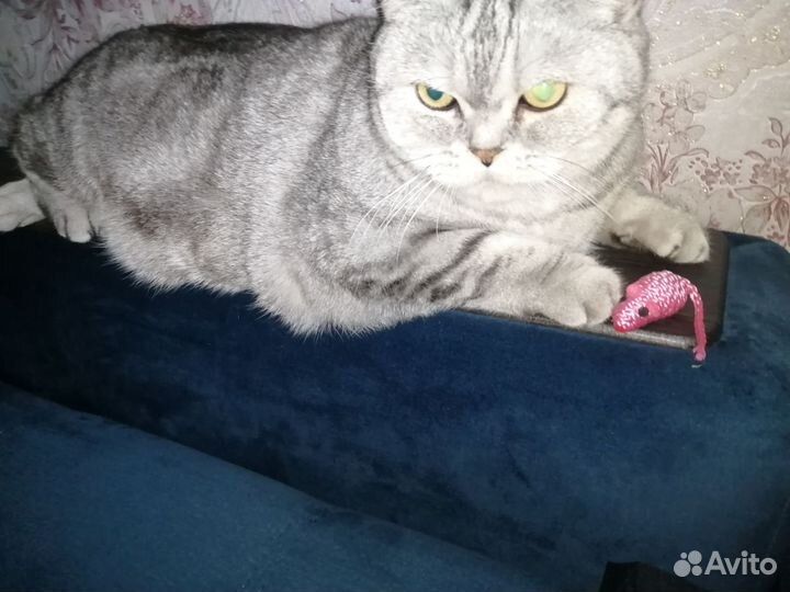 Британский Кот