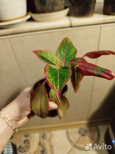 Аглаонема крит