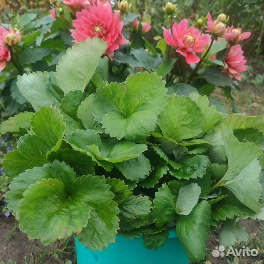 Клубника Кардинал