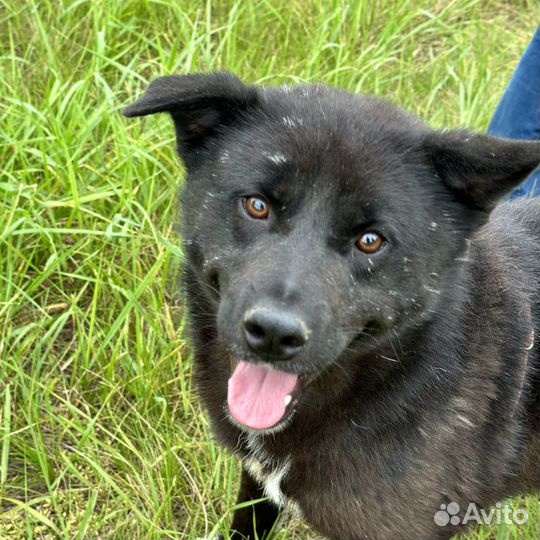 Трюфель. Комочек счастья пропадает в приюте