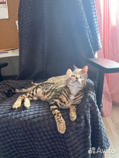 Бенгальские котята