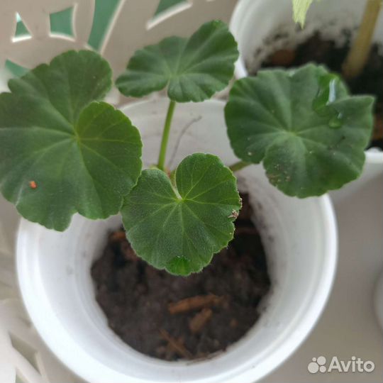 Герани и пеларгонии