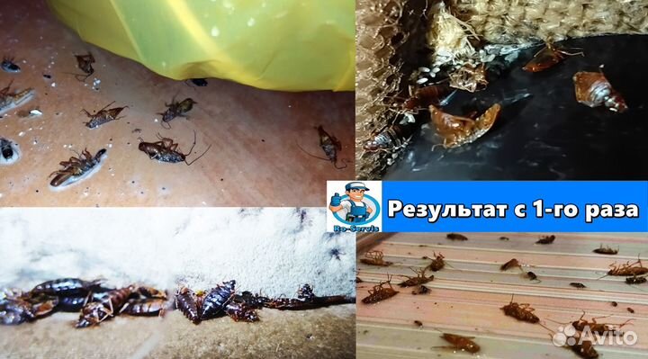 Уничтожение тараканов клопов. Дезинфекция