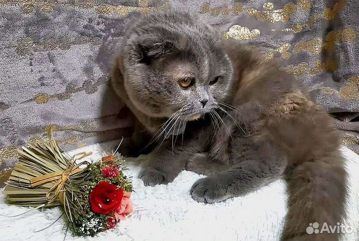 Британская кошка бесплатно