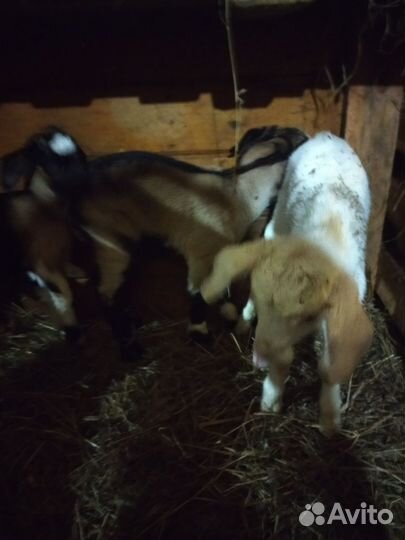 Козы дойные